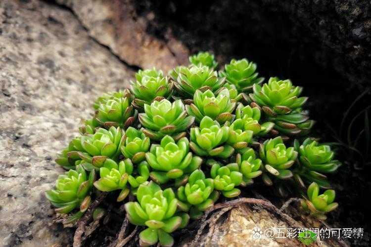 皇家共享小公主多肉：美丽独特的植物