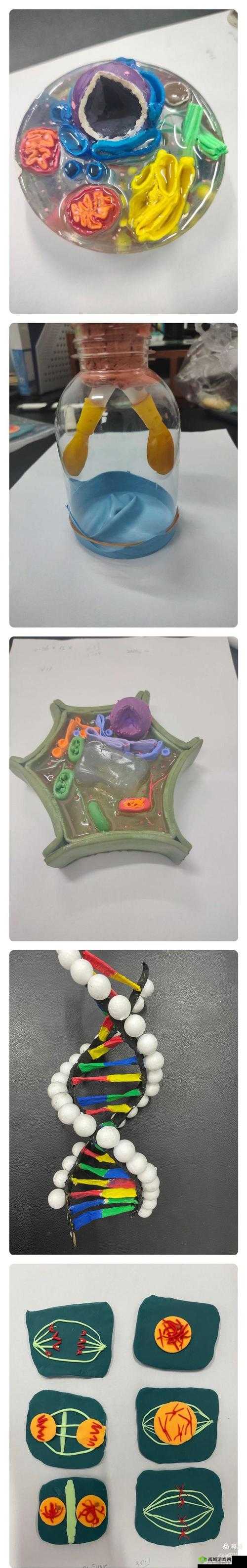 生物课实用教具都有哪些及选择要点