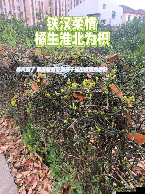 如何免费观看枳积桶积枳的视频资源？这里有大全在线看