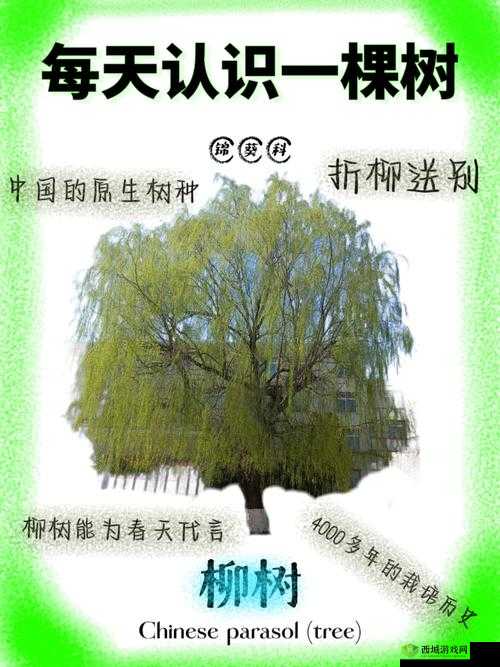 江南百景图中柳树该如何种植？揭秘高效柳树种植技巧！