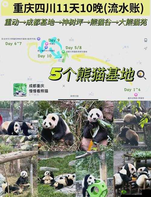 熊猫永不为奴？揭秘饲养员第十一关通关攻略全解析